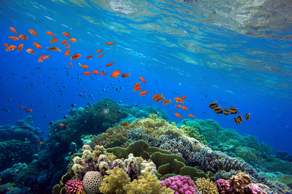 Beautiful tropical coral reef with shoal or Red Coral and fish.