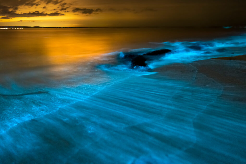 Bioluminescence at night. Jervis bay, Australia