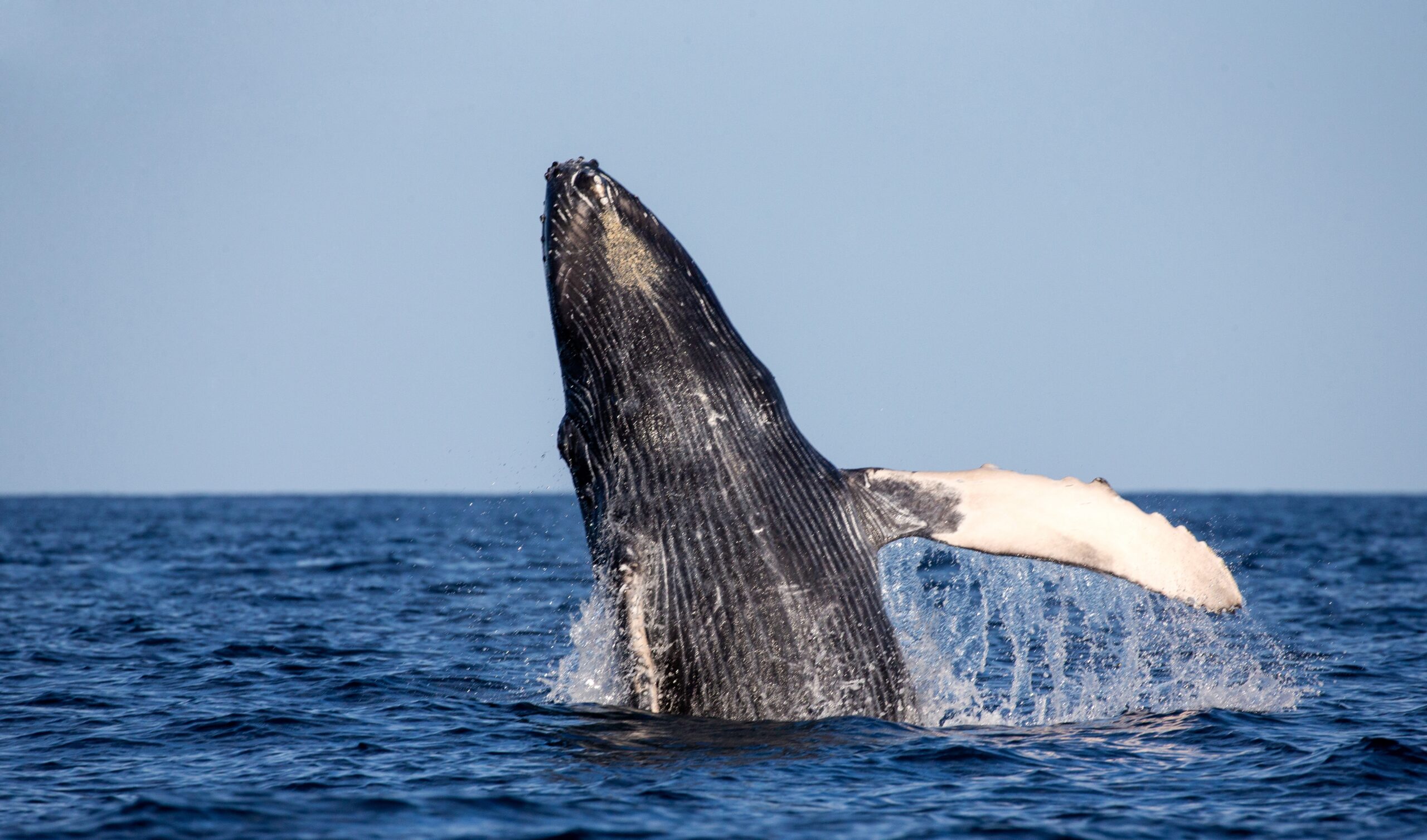 Breaching Humpback whale