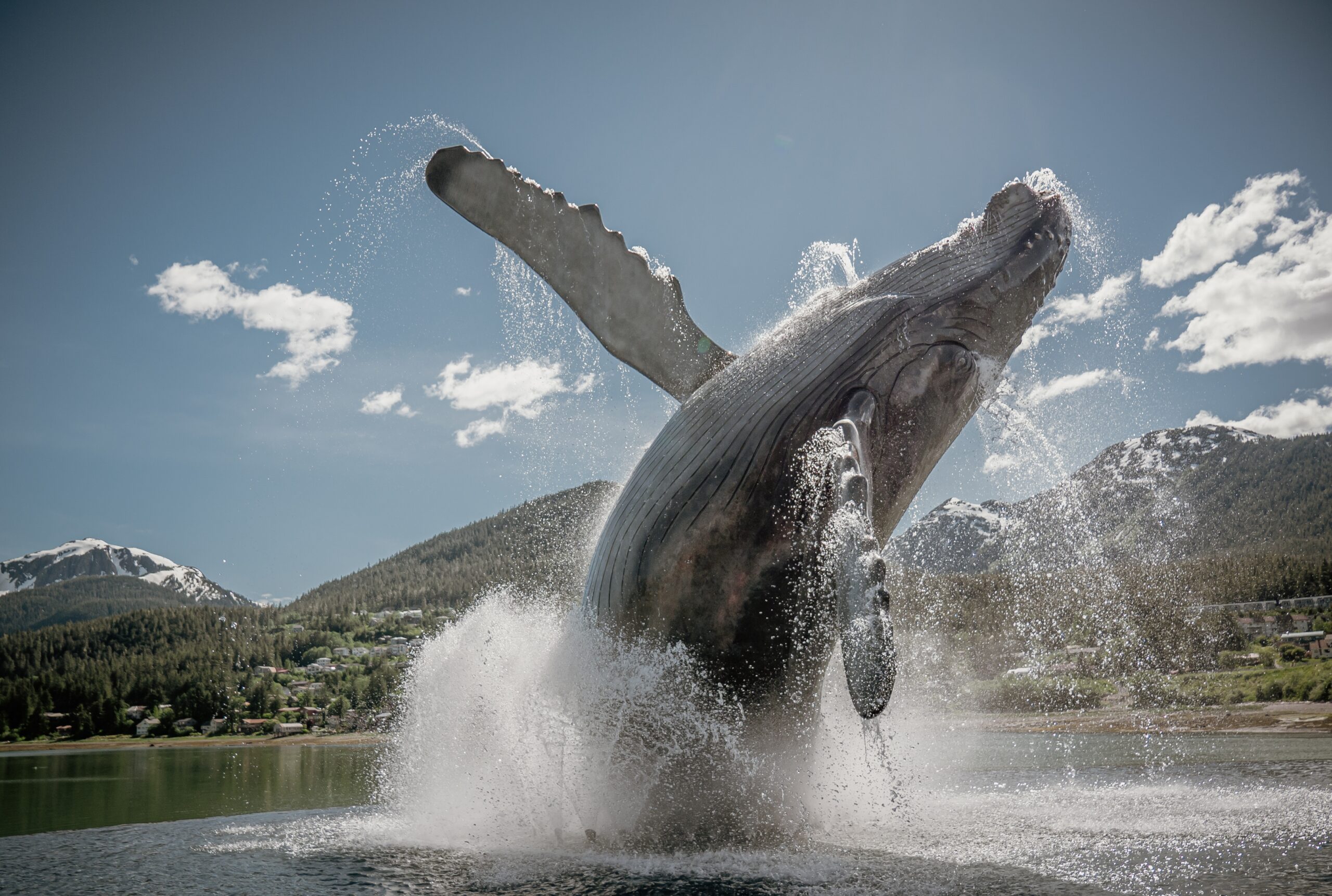 Large whale jumping out of the water.