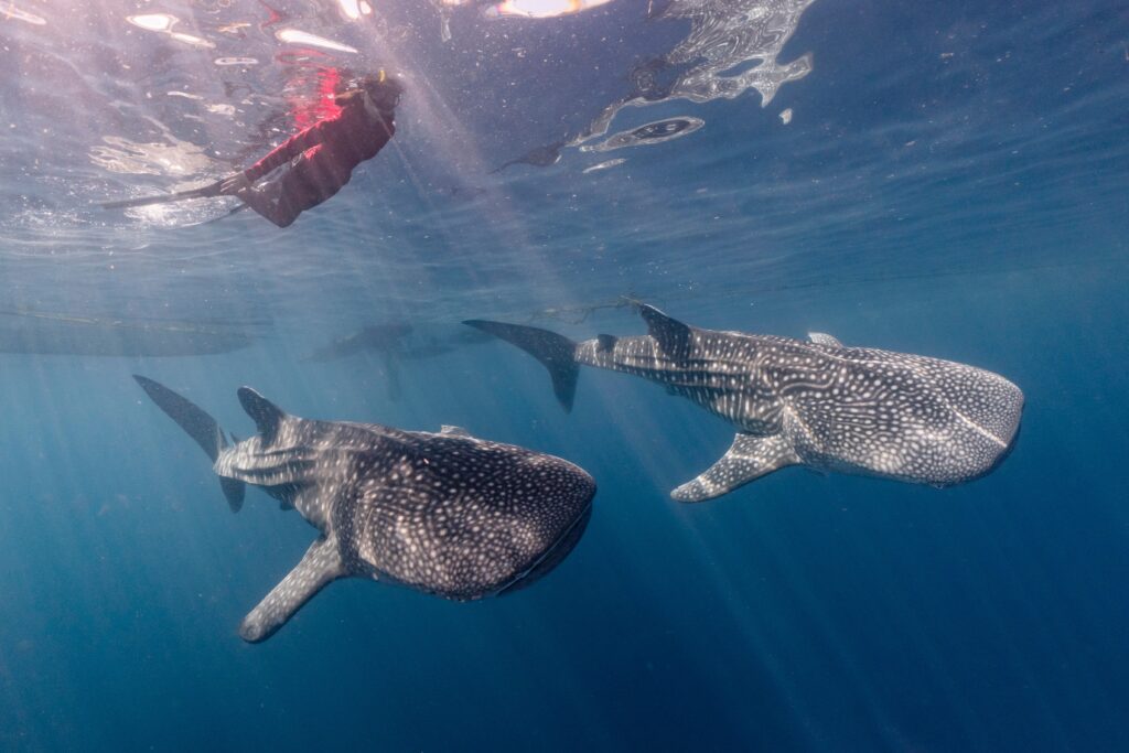 Swimming with whale sharks