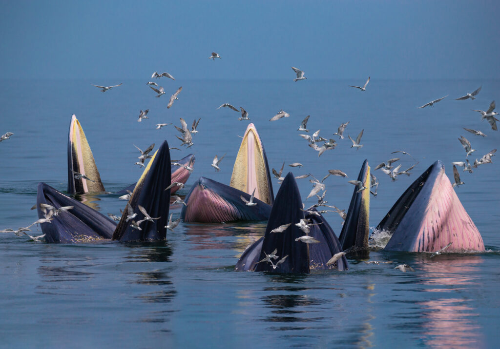 Whales feeding on fish in the ocean.