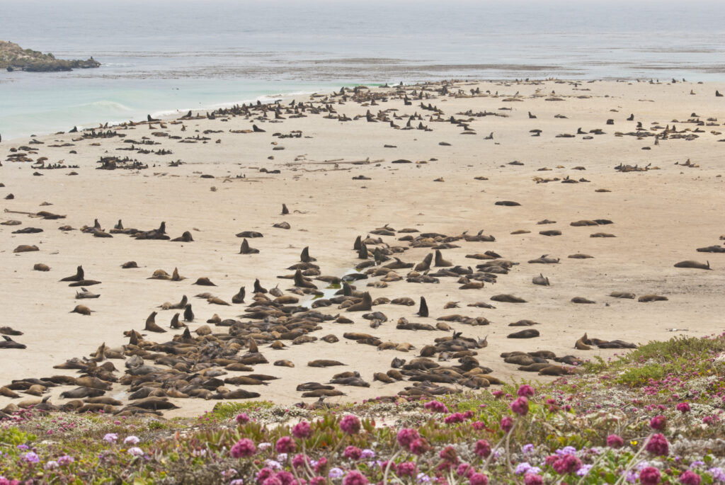 San Miguel Island
