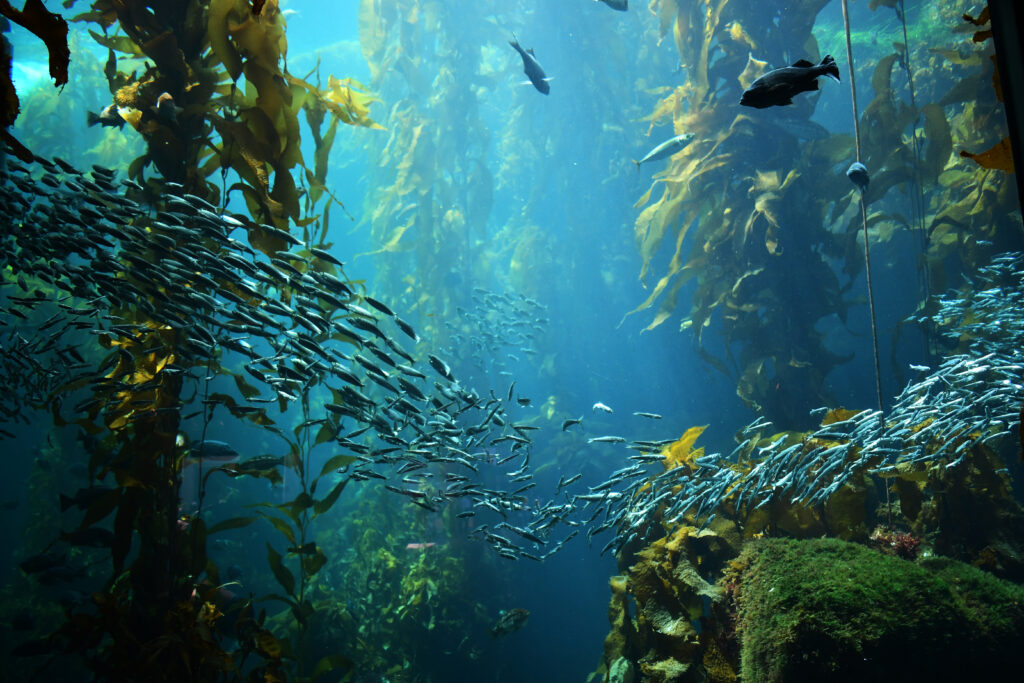 Under water forest view