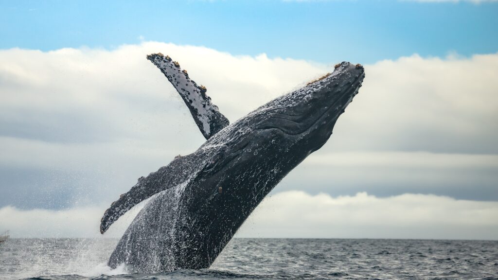 Massive gray whale breaching dramatically