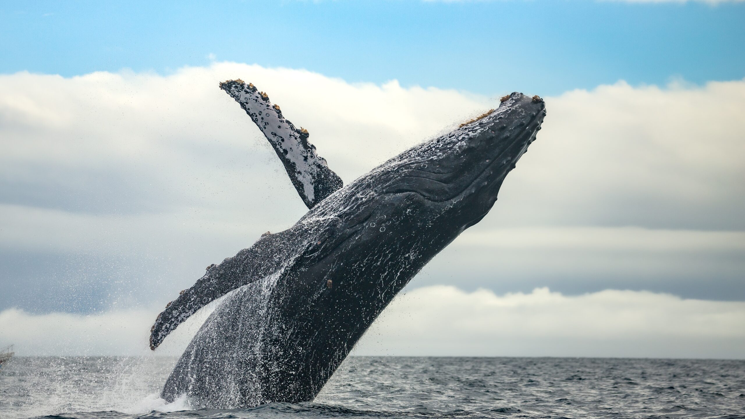 Massive gray whale breaching dramatically