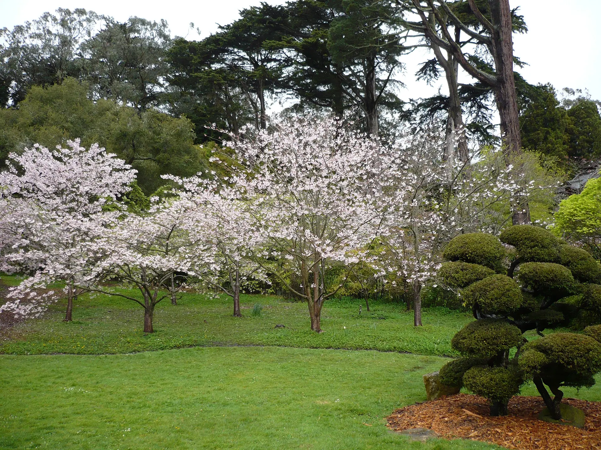 cherry blossom trees in a grove with other plants